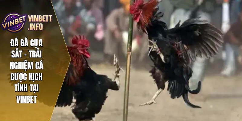 Đá Gà Cựa Sắt – Trải Nghiệm Cá Cược Kịch Tính Tại Vinbet 3 Cần nắm rõ các quy tắc cá cược để tối đa hóa cơ hội thắng