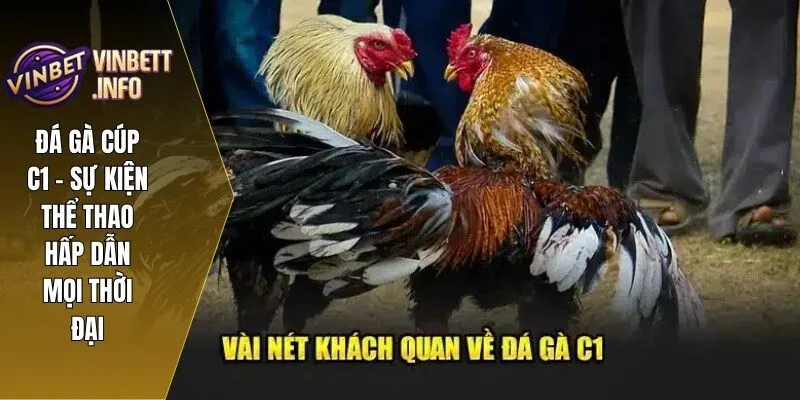 Đá Gà Cúp C1 - Sự Kiện Thể Thao Hấp Dẫn Mọi Thời Đại 1 1 da ga cup c1 vinbet