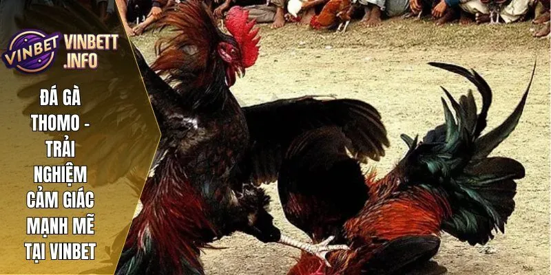 Đá Gà Thomo – Trải Nghiệm Cảm Giác Mạnh Mẽ Tại Vinbet 2 1 da ga thomo vinbet